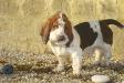 basset hound