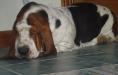 basset hound