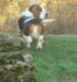 basset hound