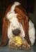 basset hound