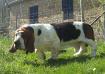 basset hound