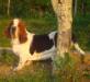 basset hound