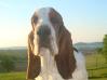 basset hound portrait