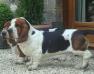 basset hound