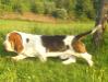 basset hound