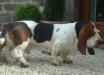 basset hound