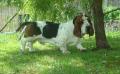 basset hound