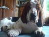 basset hound