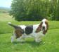 basset hound