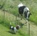 basset hound & cow