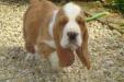 basset puppy