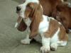 basset puppy