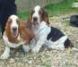 puppies basset hound