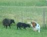 basset hound and sheeps