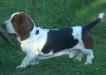 Basset hound