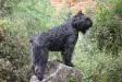 Bouvier des Flandres Ch.Alyna I de Dasilva 