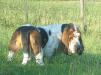 basset hound