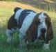 basset hound