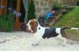 basset hound