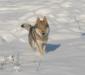 Playing in the snow