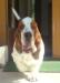 funny Basset hound 