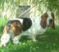 basset hound