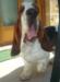 funny basset hound