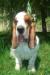 basset hound portrait