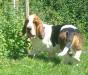 basset hound