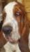 basset hound portrait