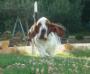 funny basset hound 