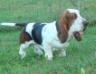 Basset-hound