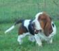 basset hound