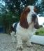 basset hound