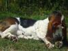 basset hound