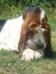 basset hound