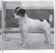 Parson Russell terrier di Montefiore