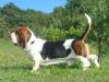 basset hound 