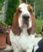 basset hound