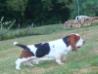 basset hound