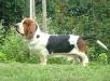 basset hound