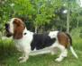 basset hound