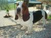 basset hound