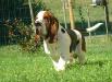 basset hound