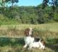 basset hound