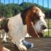 basset hound