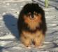 Veseli Gnom Rollik black and tan pom