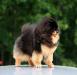 http://www.pedigreedatabase.com/dogs/pomeranian/pi