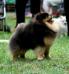 http://www.pedigreedatabase.com/dogs/pomeranian/pi