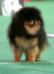 http://www.pedigreedatabase.com/dogs/pomeranian/pi